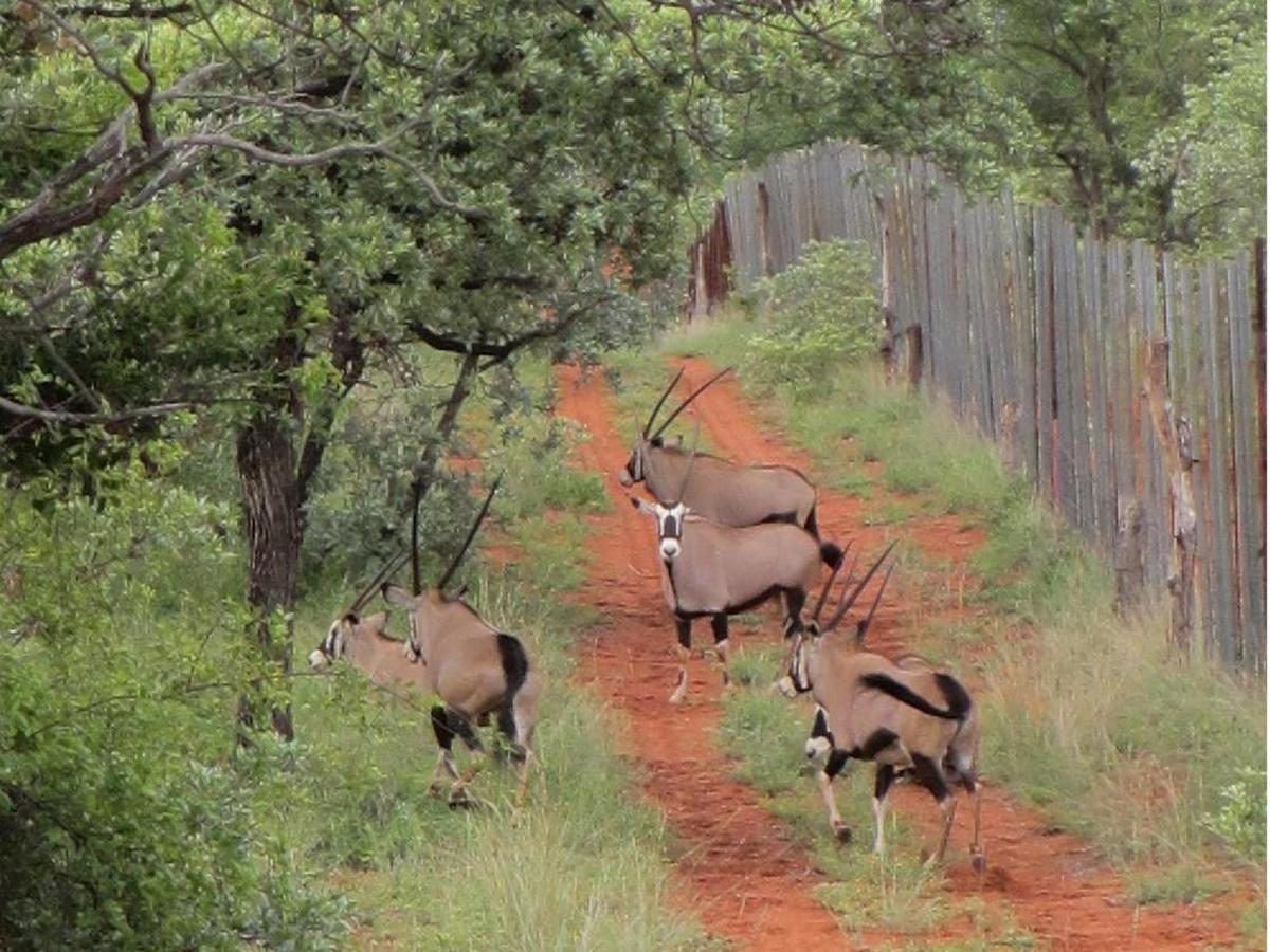 Iphofolo Lodge & Tented Camp Vivo Exterior foto