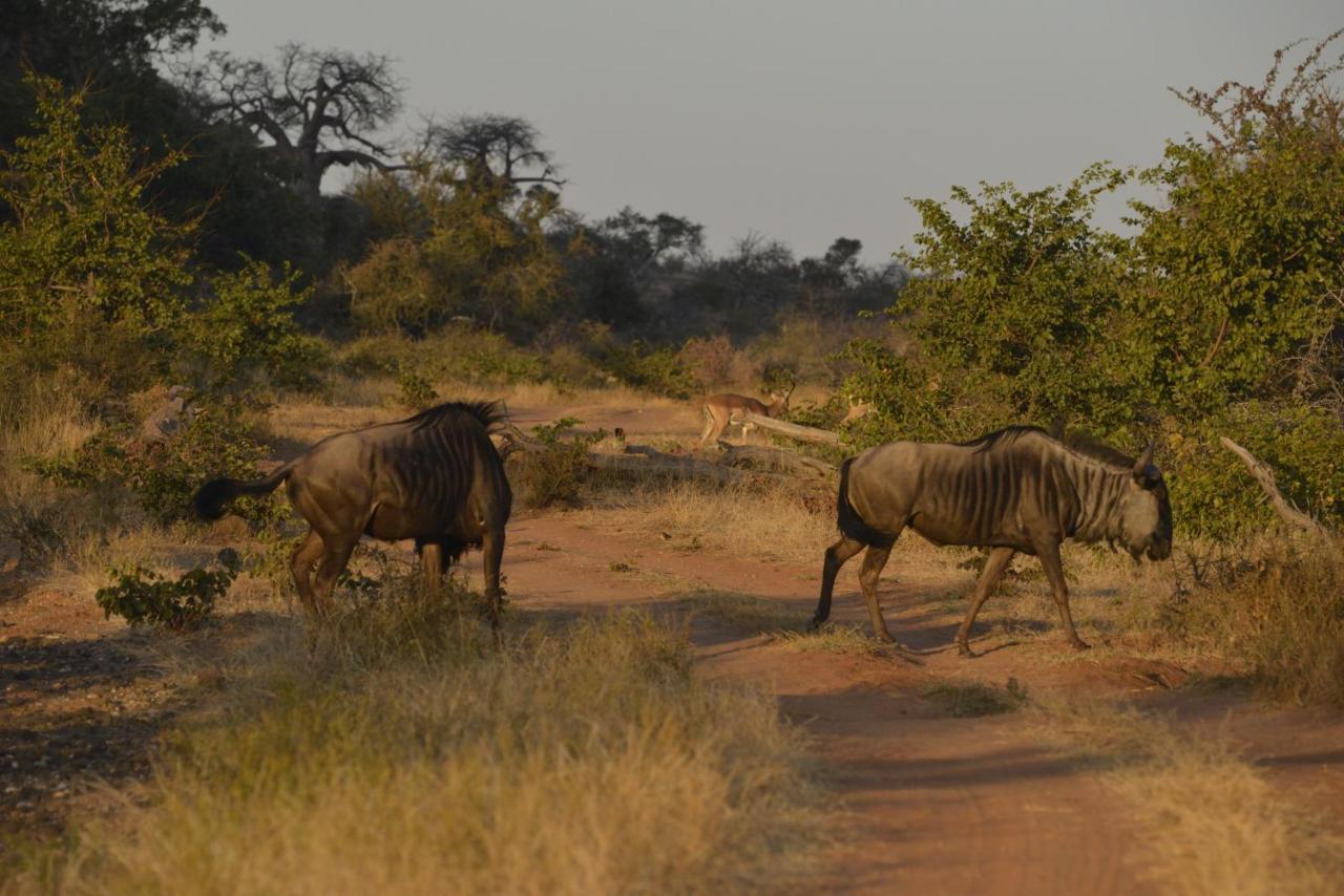 Iphofolo Lodge & Tented Camp Vivo Exterior foto
